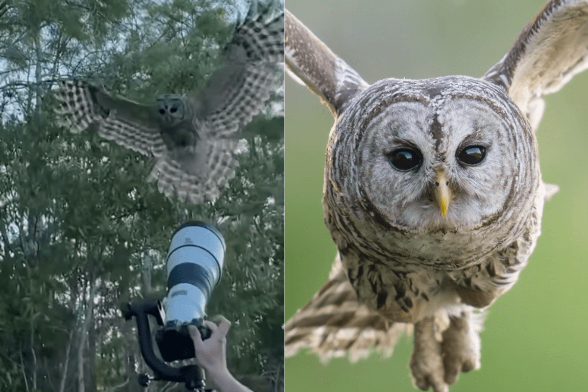 Photographer Gets Perfect Shot But Says ‘Owl Almost Scalped Me’