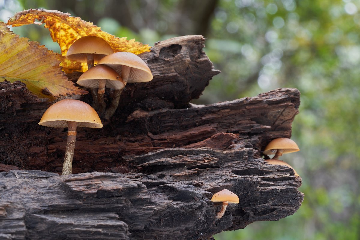 The Fatal Five: Avoid These 5 Deadly Mushrooms in the Wild
