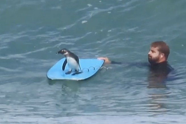 Bodyboarder Ends up Surfing with a Penguin in Rare Encounter