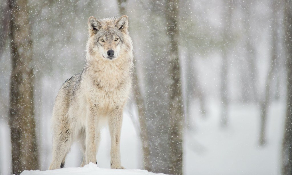 The Wolf Hunter Who Shot a Husky Was Just Sentenced in Montana Court 