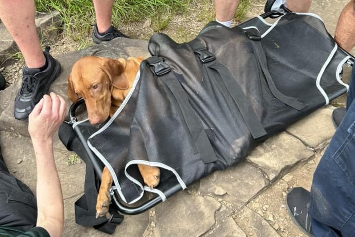 Venomous Snake Bit Dog on Hike, Prompting Dangerous Rescue