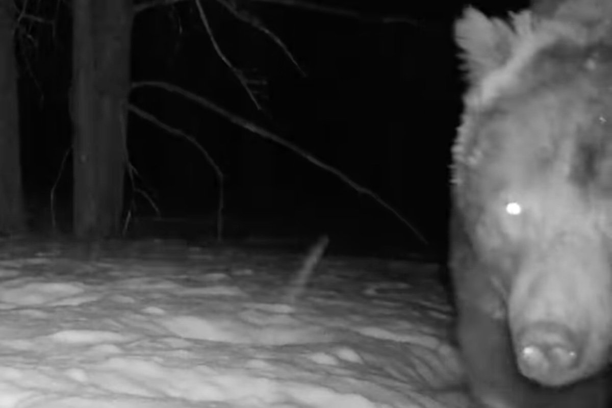 The Bears Are Back: ‘First Grizzly of the Year’ Spotted on Trail Cam