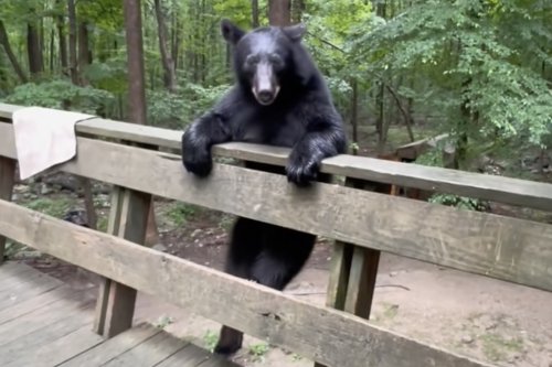 ‘Polite’ Black Bear Obeys Woman’s Command to Get Down
