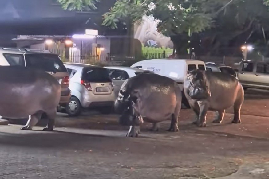 Hippos Walk Through Town in South Africa (Apparently It’s Normal)