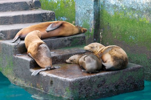 WATCH: Sea Lions Slide Down Stairs at Abandoned Lighthouse