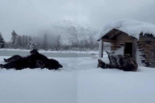 Adorable Video: Alaska Bears Live It up in Some Spring Snow