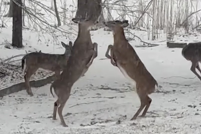 WATCH: Two Deer Get Into a Fight in a New York Backyard