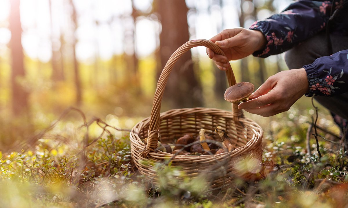 Bear Grylls’s 4 Golden Rules for Foraging, Plus Other Tips