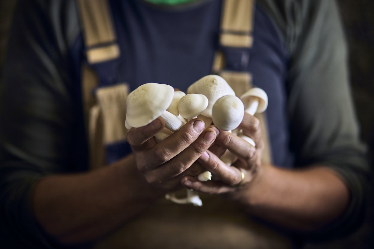 The Foolproof Four: The 4 Easiest Mushrooms to Forage