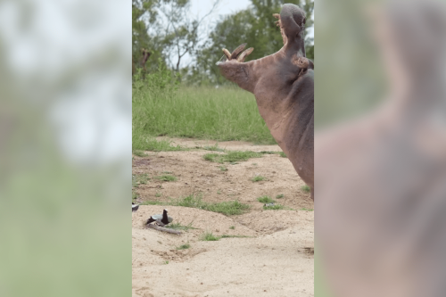 ‘Unlikely Opponents’: Birds Stand Their Ground Against Hippo