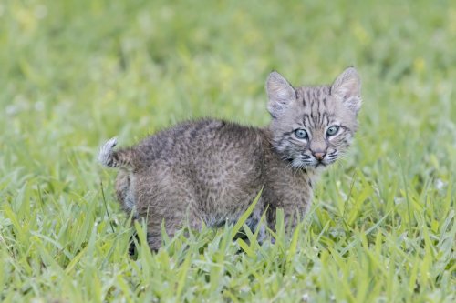 Viral Video: Man Gets Chased by Baby Bobcat (Then He Kisses It)