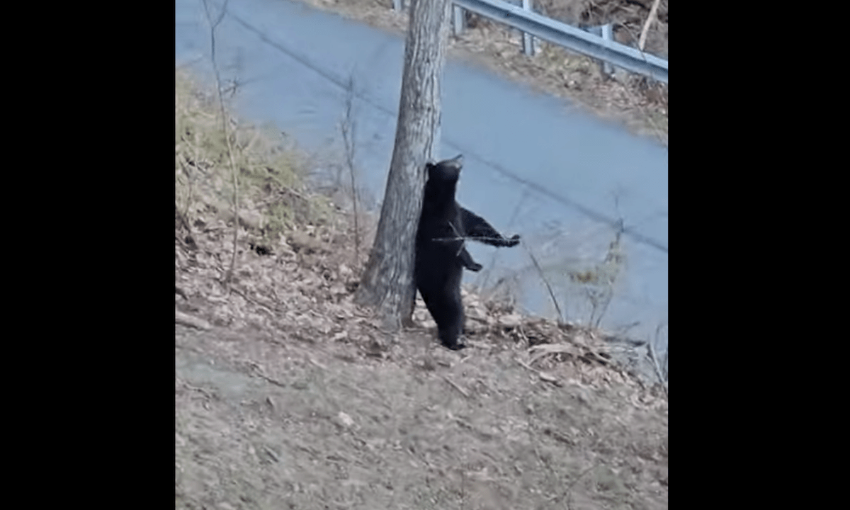 Video: Bear Uses Tree to Show Off Impressive Pole-Dancing Routine
