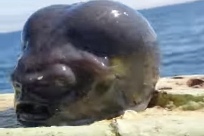 You have to see this alien-like creature that a deep sea fisherman caught