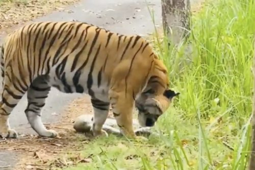 WATCH: Tiger Regrets Its Meal Choice (a Dead Python)
