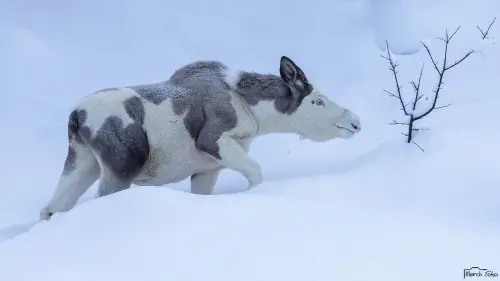 “Never seen anything like it": A photographer spotted an extremely rare moose