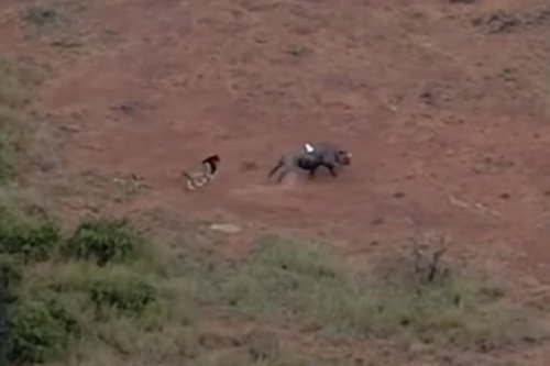 Rare Rhino Gets Released and Immediately Faces off With Lion