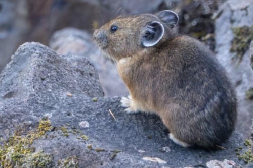 Dream ‘Job’ Alert: Pika Watchers in Columbia River Gorge