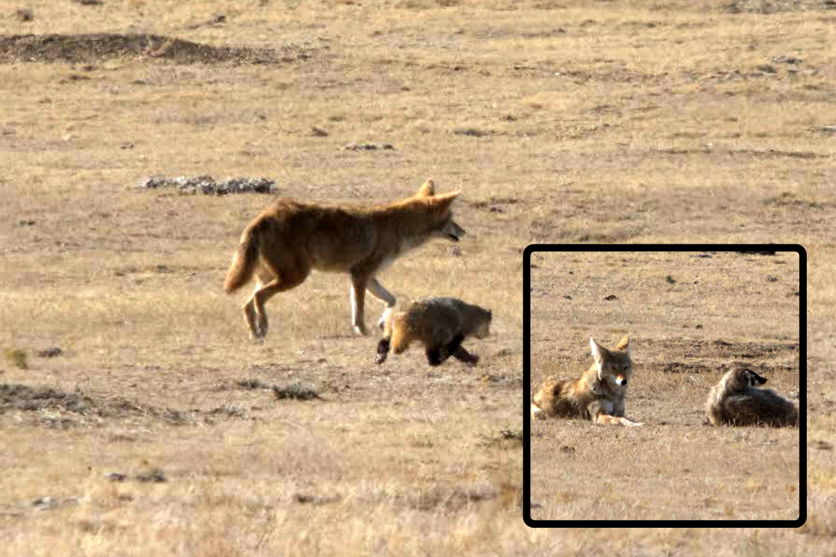 Do Coyotes and Badgers Hunt Together? This New Video Captures the Two in the Act