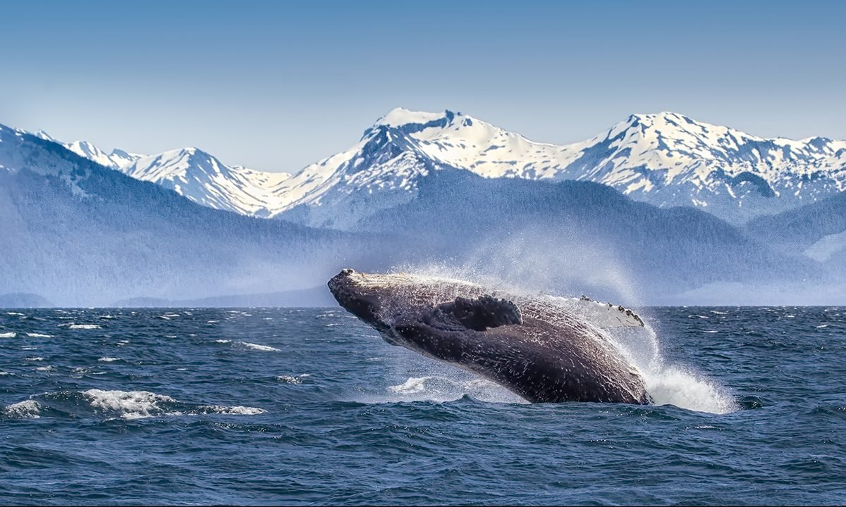 20 Spots for Whale Watching in North America