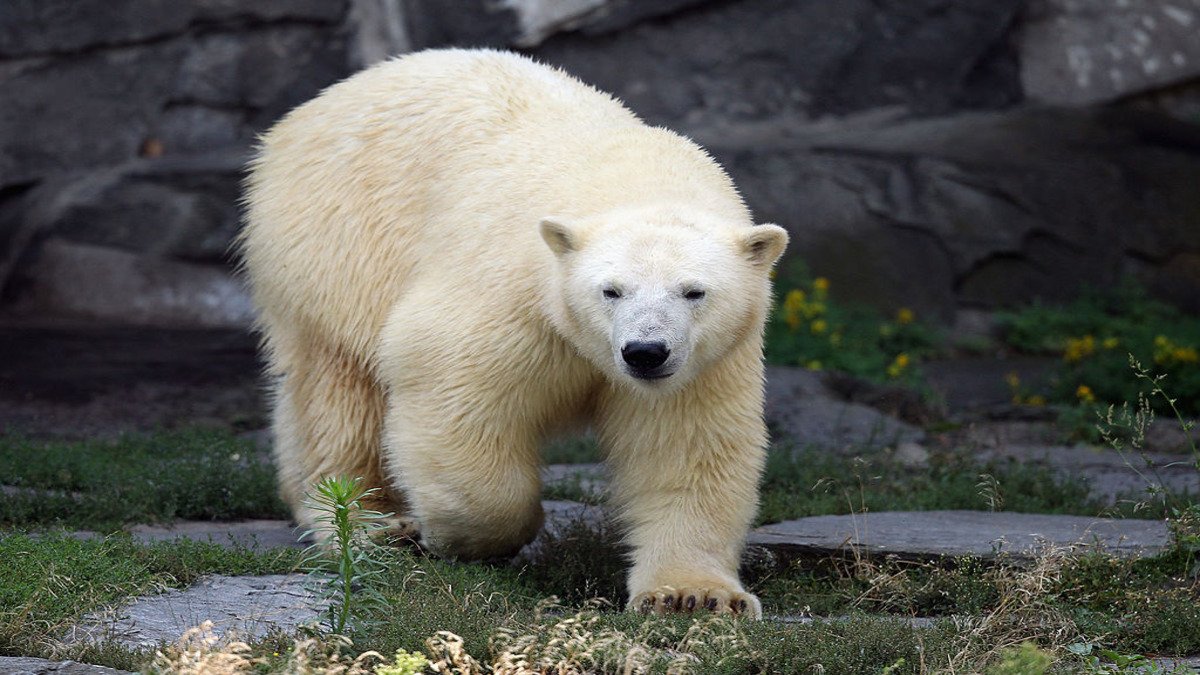 Wildlife Photographer Stuns Viewers With Sleeping Polar Bear on ‘Ice Bed'