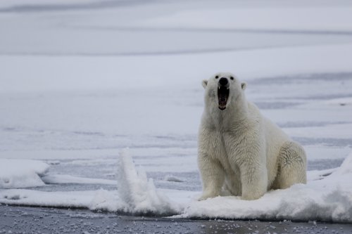 WATCH: Viral Video Shows Polar Bear Chasing Man in Norway