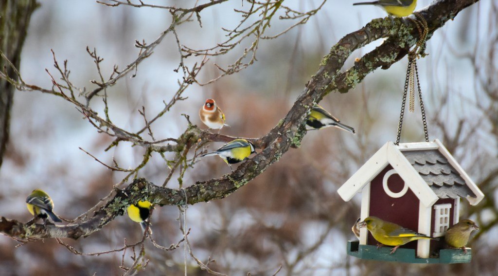 In the UK, Farmers Are Building Tiny Bird Gardens — And Saving Local Species