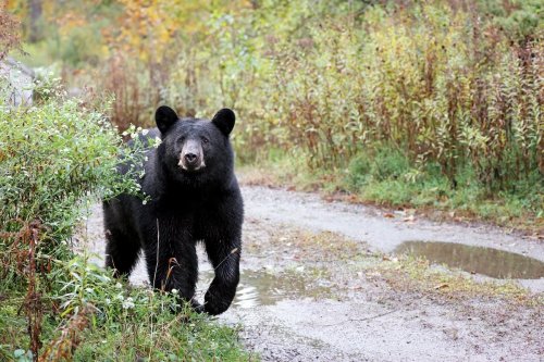 WATCH: Black Bear Has a Ball on Family’s Backyard Play Set