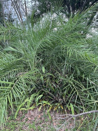 Can You Find the Hidden Snake in the Bush?