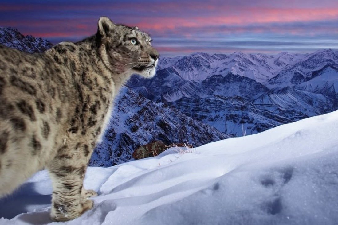 Remote Camera Traps Capture Stunning Snow-Leopard Images