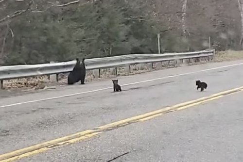 WATCH: Adorable Bear Cubs Cross the Road to Reach Mom