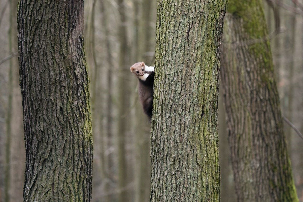 Elusive and Adorable American Marten Spotted on Wisconsin's Madeline Island