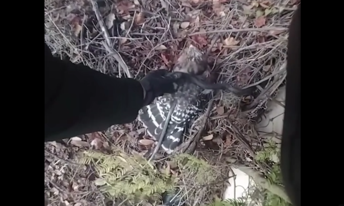 Video: Police Officer Saves Hawk from Snake’s Stranglehold