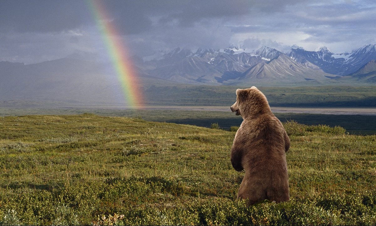 7 Bear Myths You Need to Stop Believing, From a Bear Expert