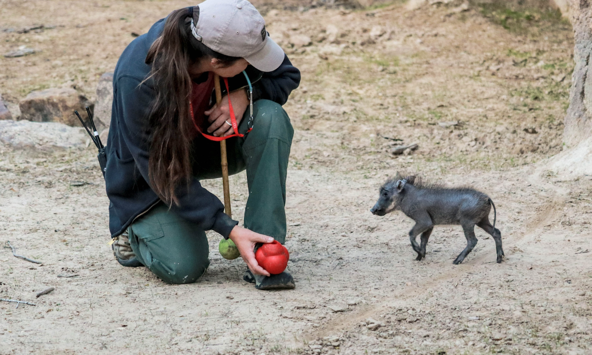 The Dallas Zoo Has a New Baby Warthog — and She’s Adorable