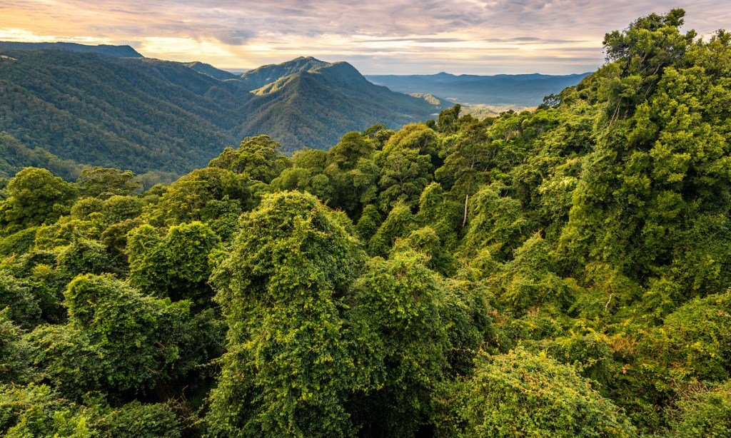 Australia is Getting a Koala National Park—And It’ll Be As Cute As It Sounds