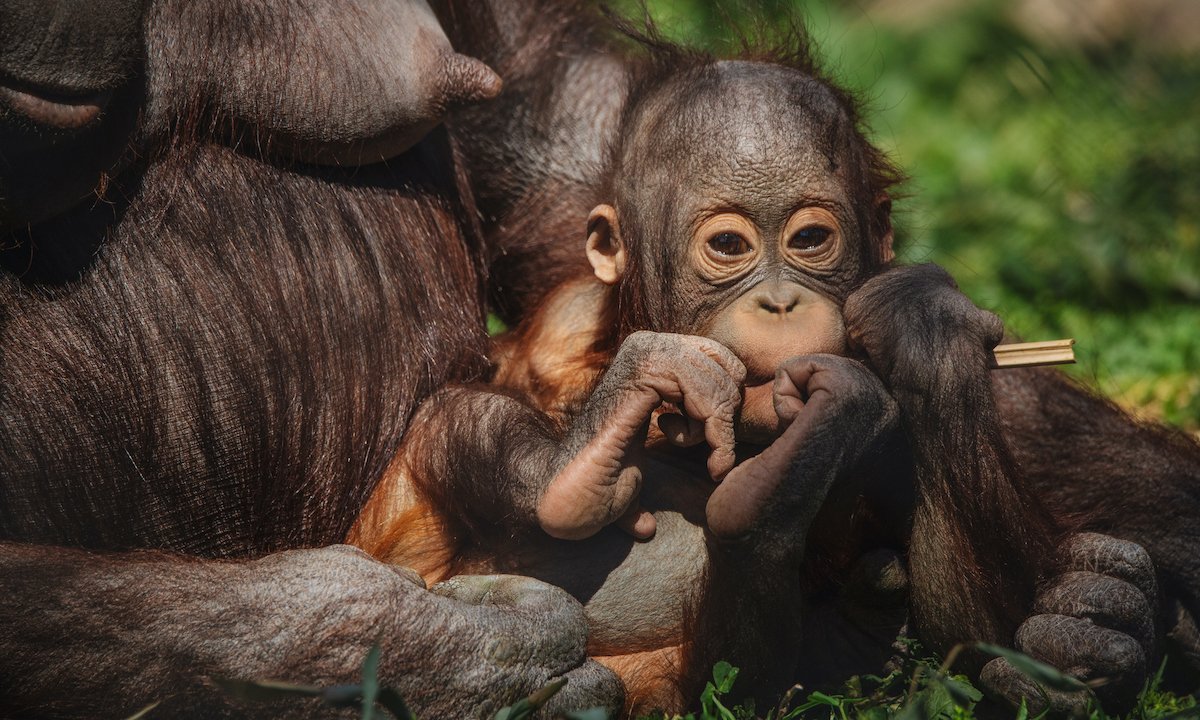 When An Orangutan Mom Struggled to Nurse, Her Zookeeper Taught Her How