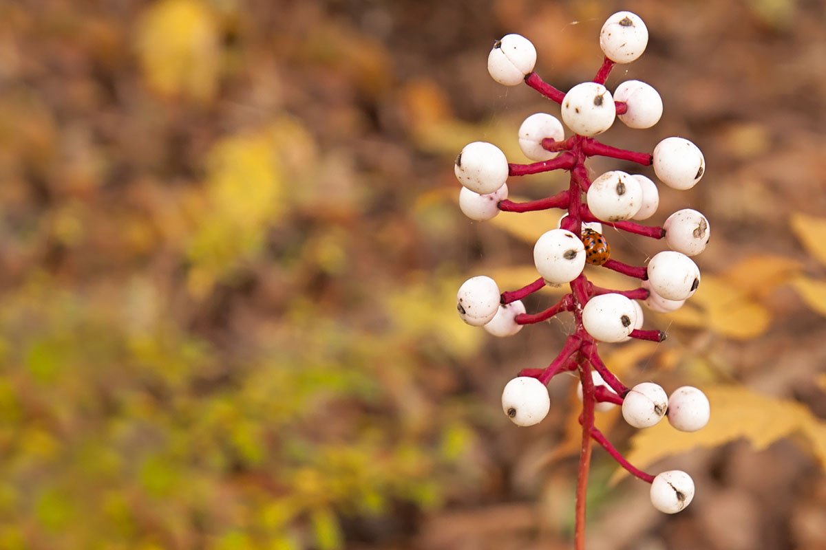 10 Dangerous Plants and Fungi to Avoid While Foraging