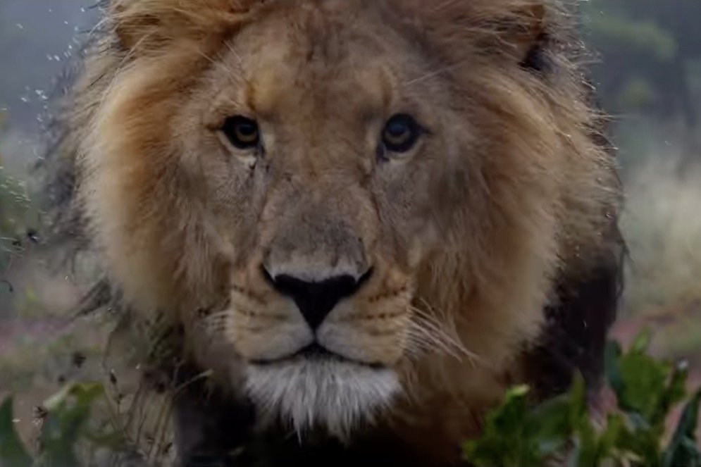 Wild Lion Charges Photographers, But What Happened Next?!