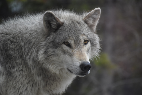 Watch two wolf packs come head-to-head in a tense confrontation