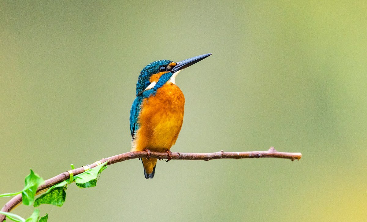 WATCH: This Unique Dad Bird Helps to Hatch Eggs and Raise Young Chicks