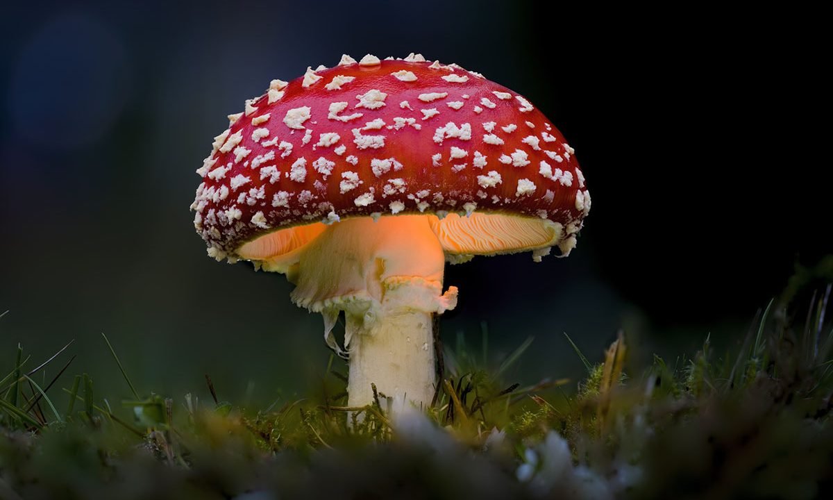 Deadly Mushrooms That Even Bear Grylls Won’t Eat
