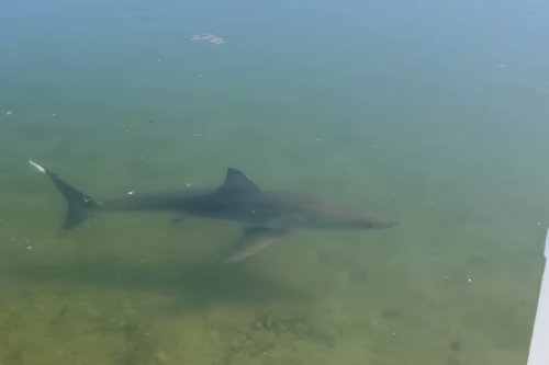 Viral Video: A Great White Shark in a Lake? See It to Believe It.