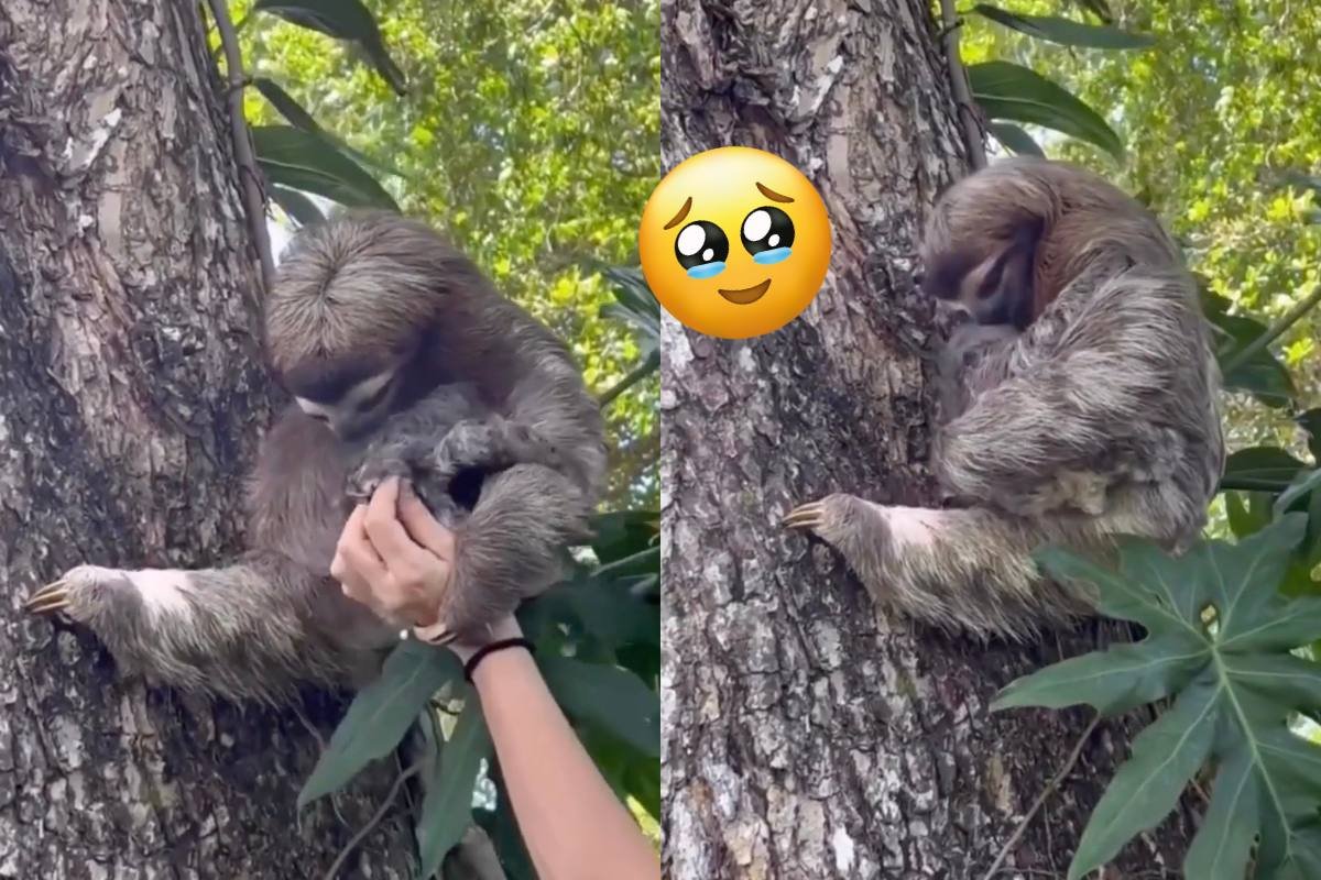 This Reunion Between a Baby Sloth And Its Mom Will Make You Cry