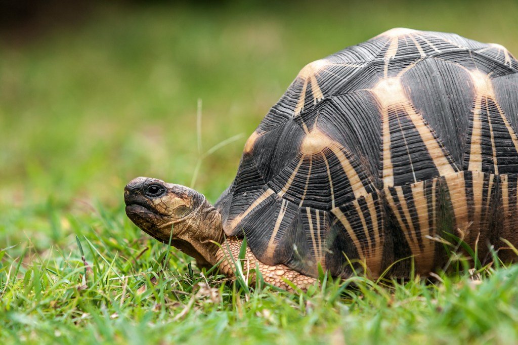 Video: Mr. Pickles, a 90-Year-Old Tortoise, Just Hatched Three Tiny Babies