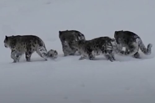 Rare Sighting: Gamekeeper Spots FOUR Elusive Snow Leopards