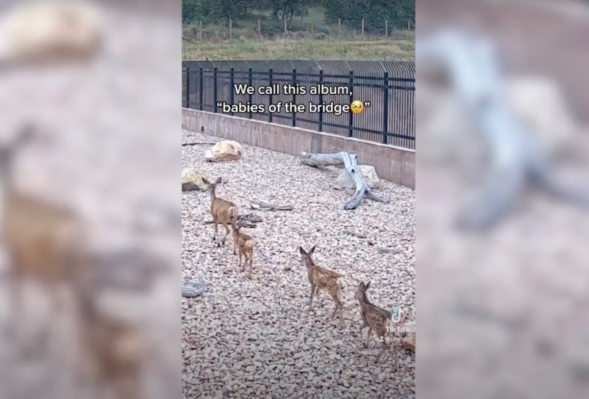WATCH: This Baby Animal Crossing in Utah is Adorable