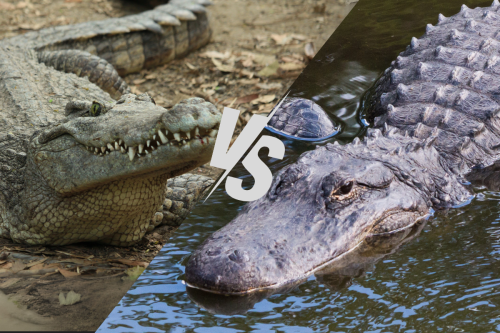 WATCH: Crocodile vs. Alligator in Everglades National Park
