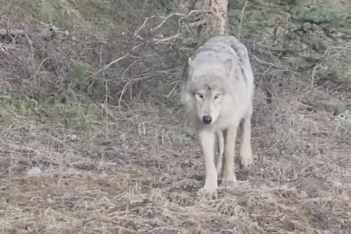 Photographer Shares ‘Quiet Moment’ With Wolf in Grand Teton