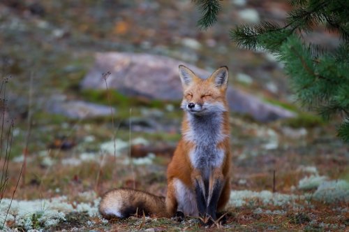 WATCH: Angry Bird Repeatedly Attacks Unbothered Fox