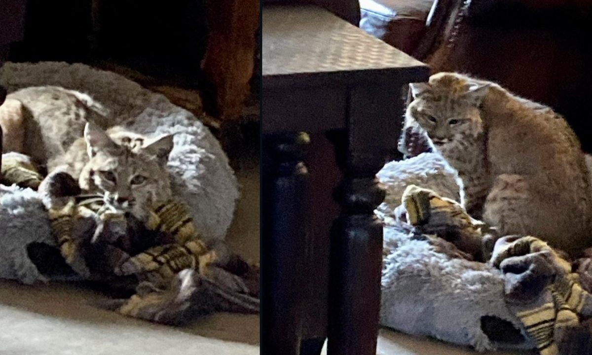 Surprise! Family Comes Home to a Bobcat in Their Dog’s Bed
